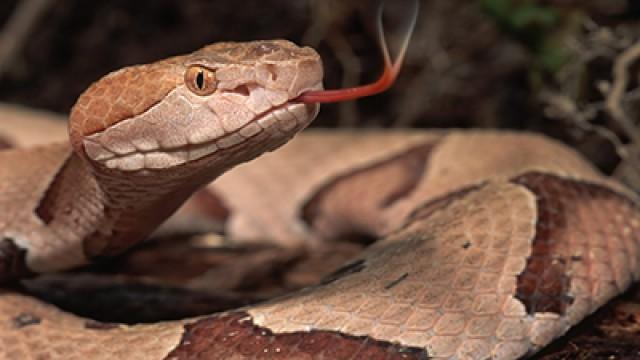 Serpenti
