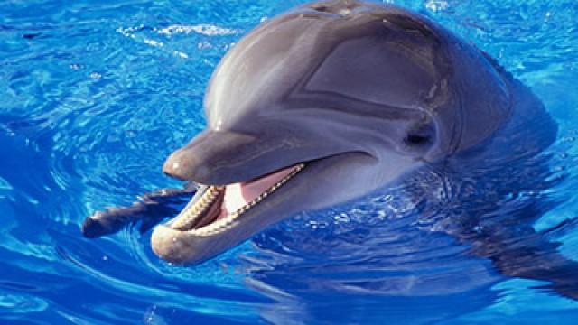 Delfini