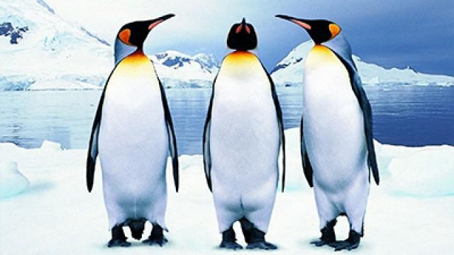 Pinguini