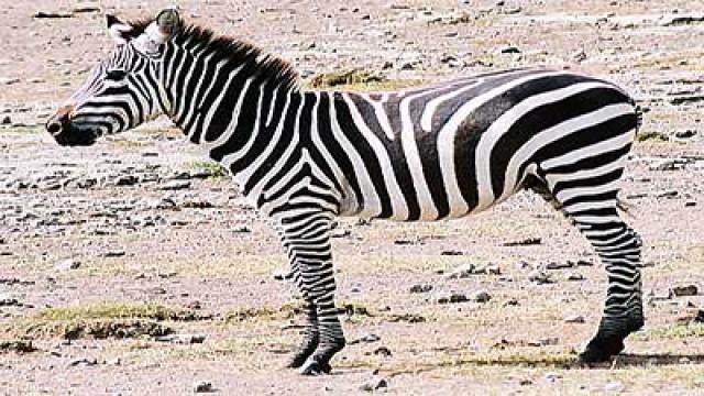 Zebre