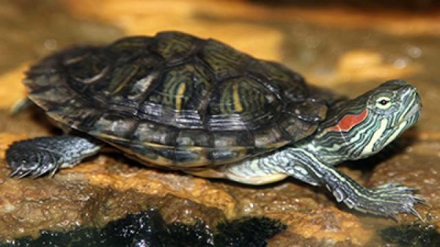 Tartarughe