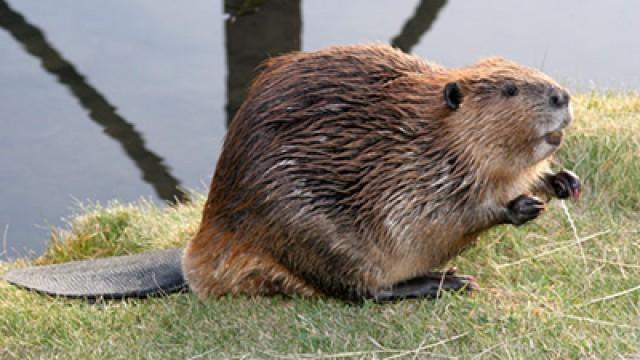 Castori