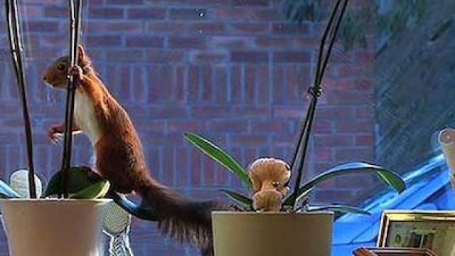 Nutkin's Last Stand