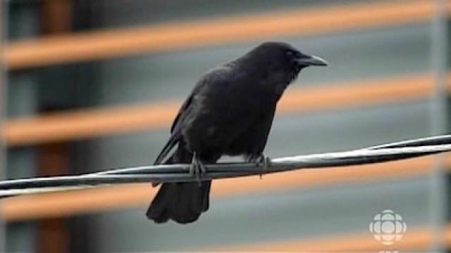 A Murder of Crows