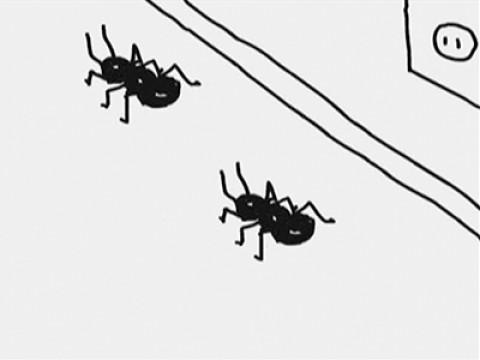 Ants