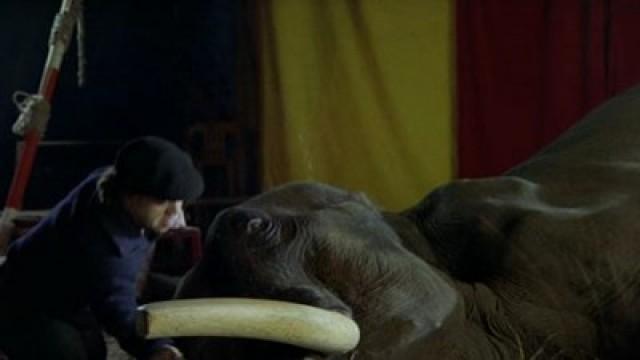 The Elephant Never Forgets