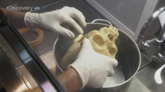 The Forensic Lab