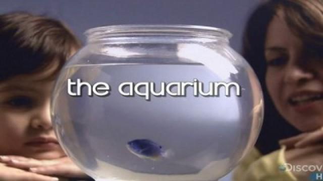 The Aquarium