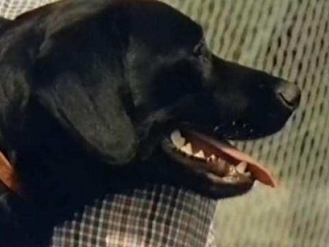 Peter bekommt einen Hund