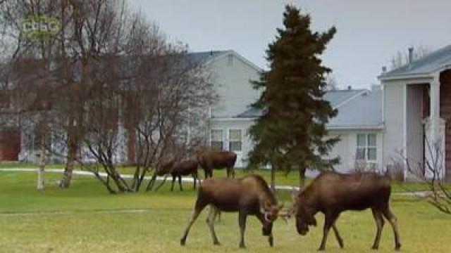 Deadly Neighbours