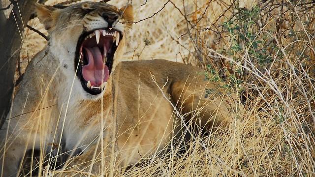 Namibie (2ème partie)