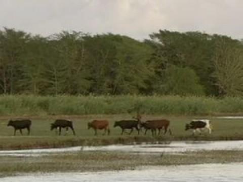 Guns, Germs and Steel: Into the Tropics