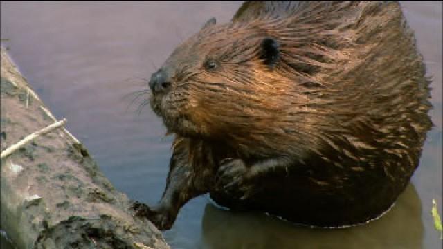 Leave It to Beavers