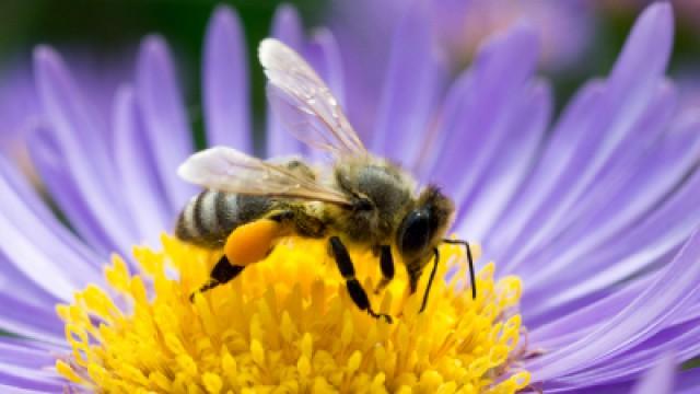 Natural Beekeeping