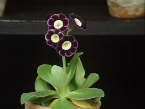Exotic Plants