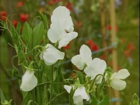 Cut Flowers