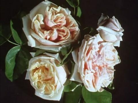 Wedding Flowers