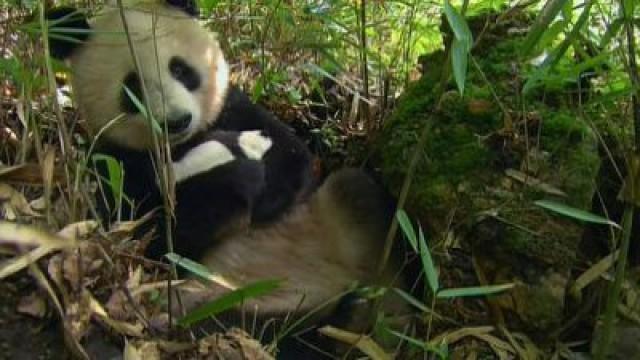 Saving the Species