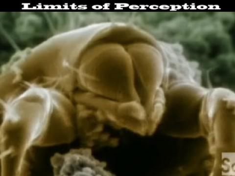 Limits of Perception