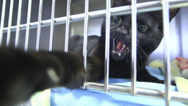 Psycho Pussies: When Cats Attack