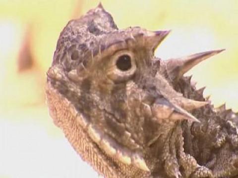 Blood Squirting Lizard