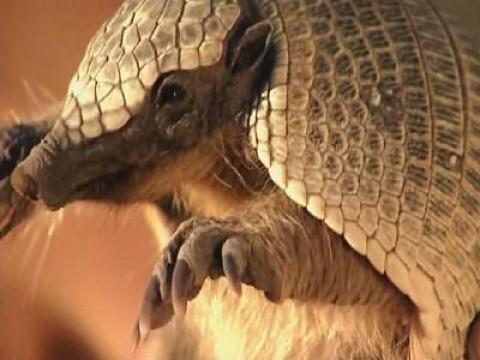 Pink Fairy Armadillo