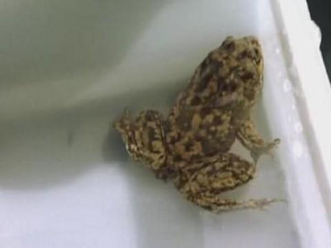 Saggy-Skinned Frog