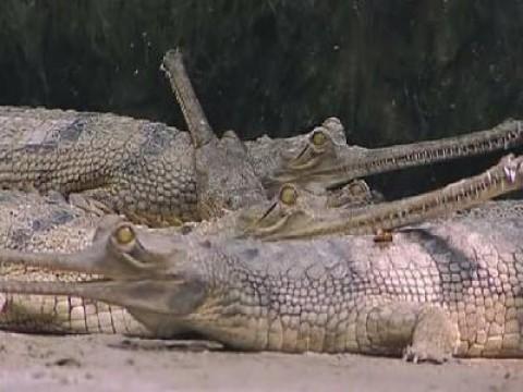 The Croc from Mars
