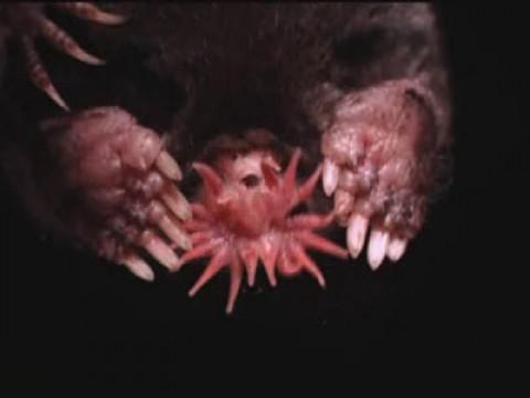 Star-Nosed Mole
