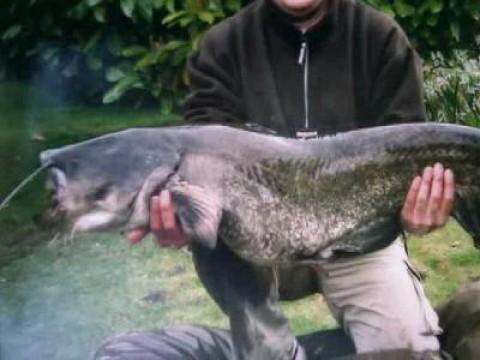 The Frankenstein Fish