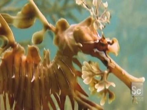 Leafy Sea Dragon
