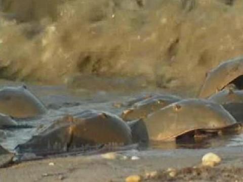 Horseshoe Crab