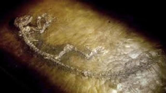Die geheime Entdeckung – Rätsel der Urzeit