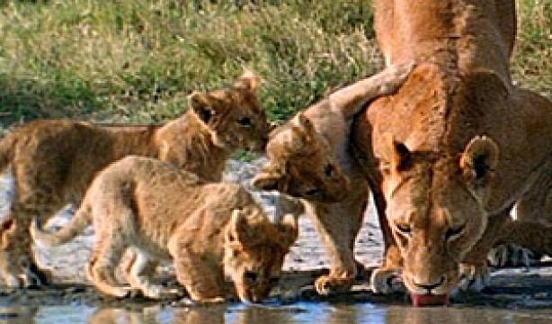 Supertiere (4): Wilder Kindergarten
