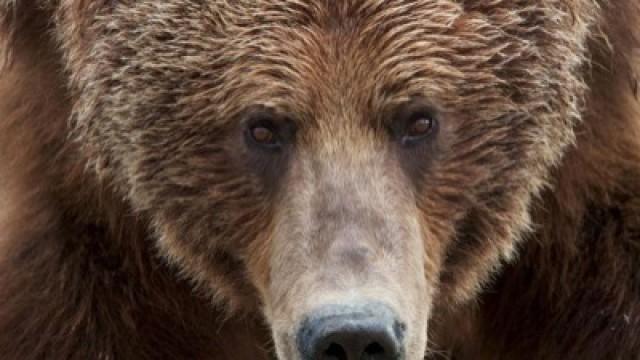 Unter Grizzlys (1) - Das Abenteuer beginnt