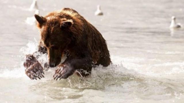 Unter Grizzlys (2) - Drama in der Wildnis