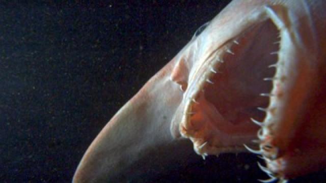 Phantome der Tiefsee (2) – Monsterhaie