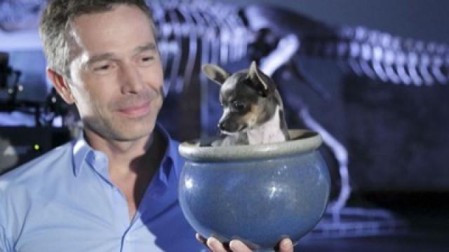 Supertiere (9): Zwerge