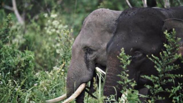 Der sechste Sinn der Tiere