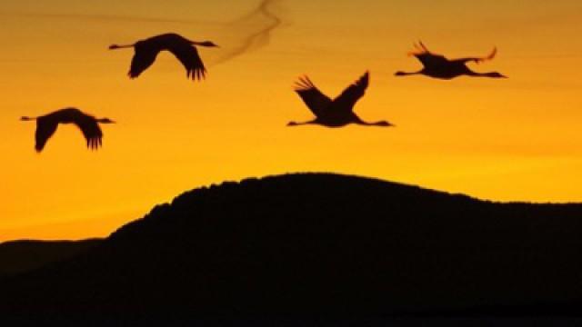 Zugvögel (1): Kundschafter in fernen Welten