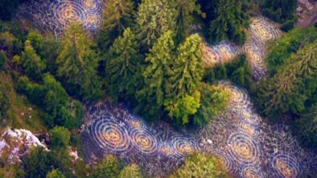 Unsere Wälder (1): Die Sprache der Bäume