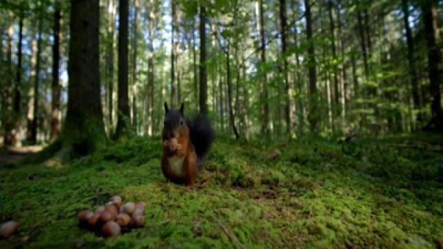 Unsere Wälder (2): Ein Jahr unter Bäumen