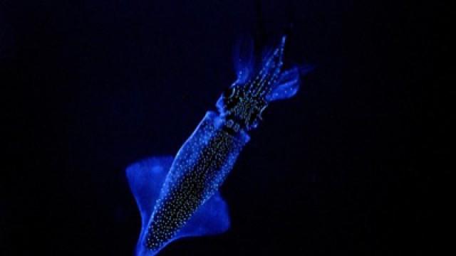 Lichter der Tiefsee