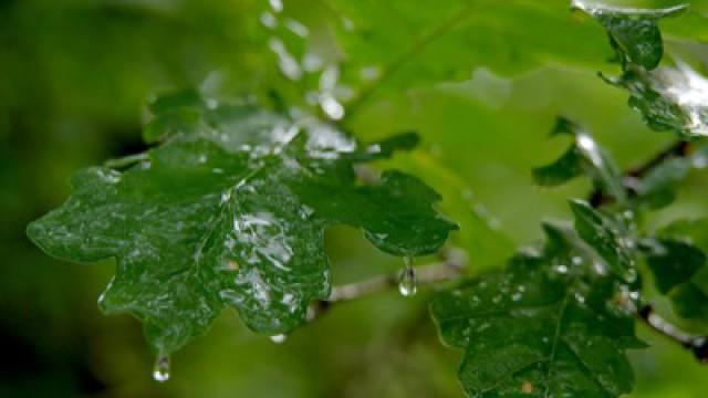 Unsere Wälder (3): Im Reich des Wassers