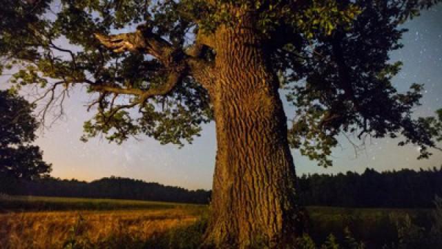 Faszination Erde (79): Planet der Wälder
