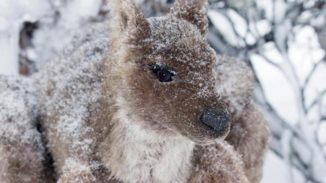 Abenteuer Winter - Tiere im Schnee - Spione im Tierreich im Wintereinsatz