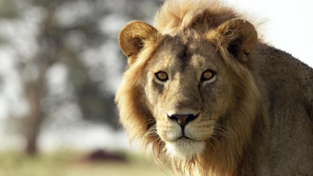 Serengeti (3): Zeit der Bewährung