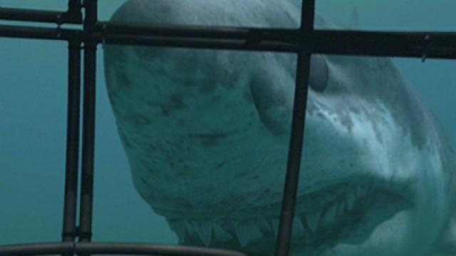 Sea Monsters - Into the Jaws of Death