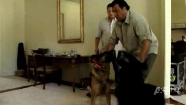Killer Canines