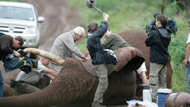 Uomini e animali